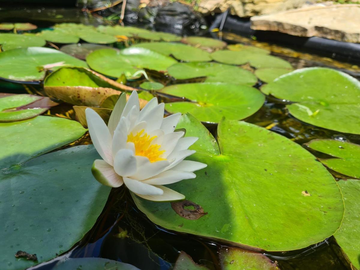 Le Tonneau Insolite Du Souffle Du Saule Buhl-Lorraine Exterior photo